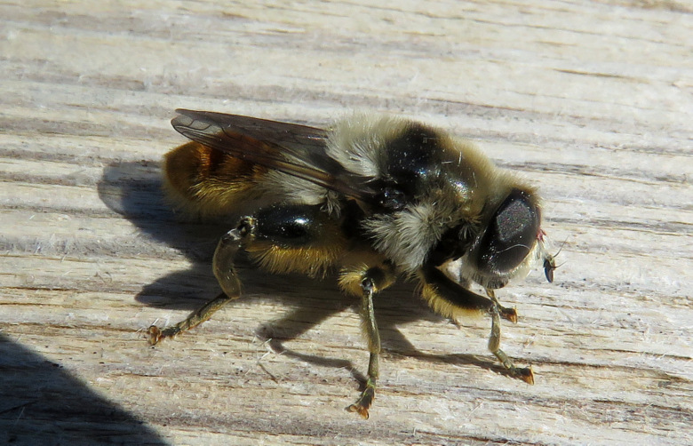 Syrphidae: Merodon clavipes