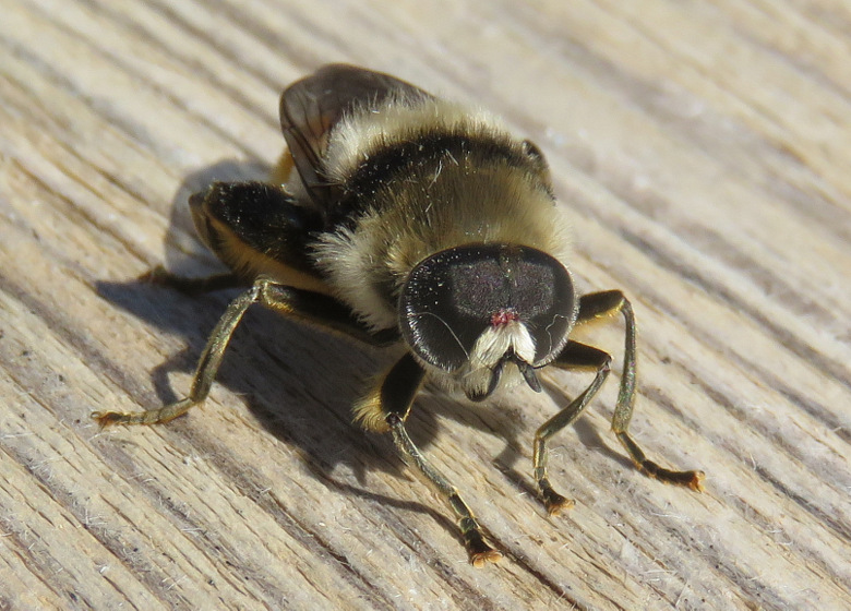 Syrphidae: Merodon clavipes