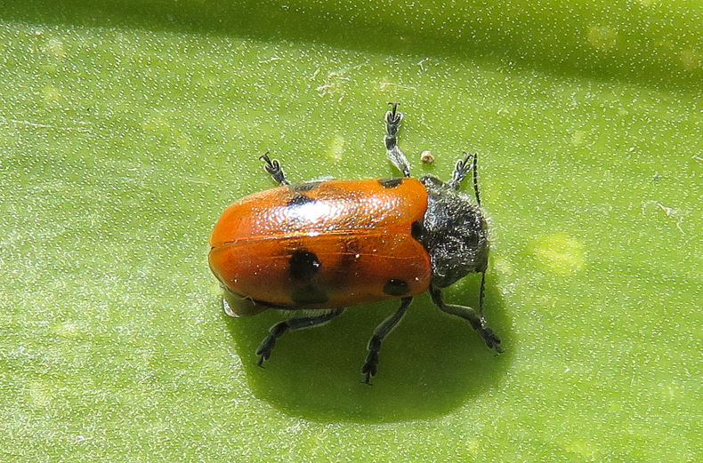 Chrysomelidae da Creta: Lachnaia cylindrica