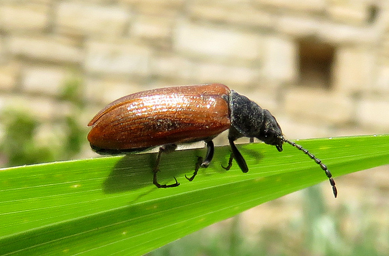 da Creta: Chrysomelidae?  No, Tenebrionidae Alleculinae: Omophlus sp. (cfr.)