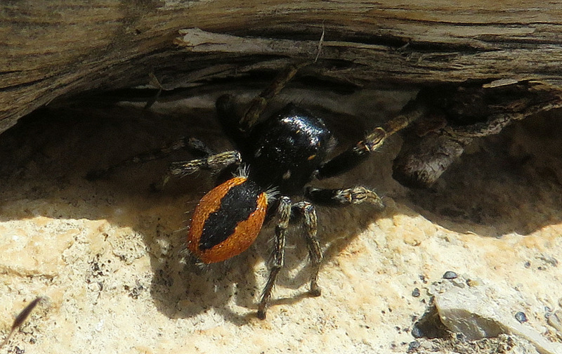 Philaeus chrysops, maschio -  isola di Creta