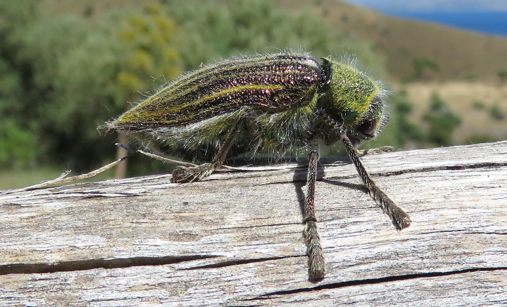 Buprestidae da Creta: Julodis pubescens subsp. ivenii
