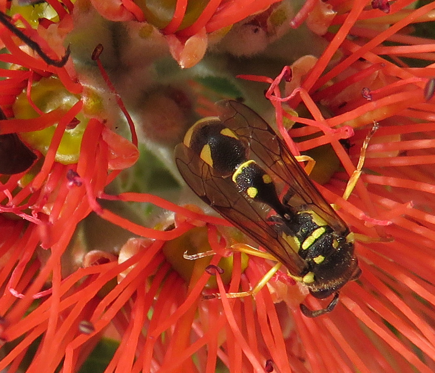 hymenoptera de Crte: Eumenes sp., Vespidae Eumeninae