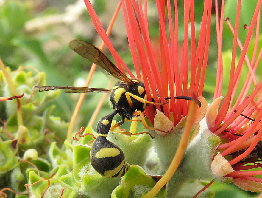 hymenoptera de Crte: Eumenes sp., Vespidae Eumeninae