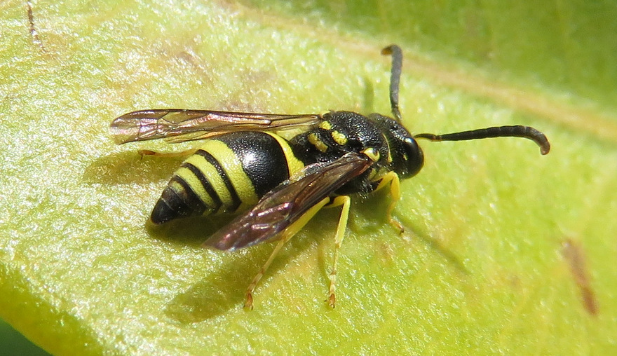 hymenoptera de Crte: Ancistrocerus sp., Vespidae Eumeninae