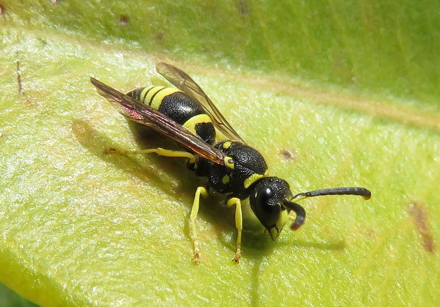 hymenoptera de Crte: Ancistrocerus sp., Vespidae Eumeninae