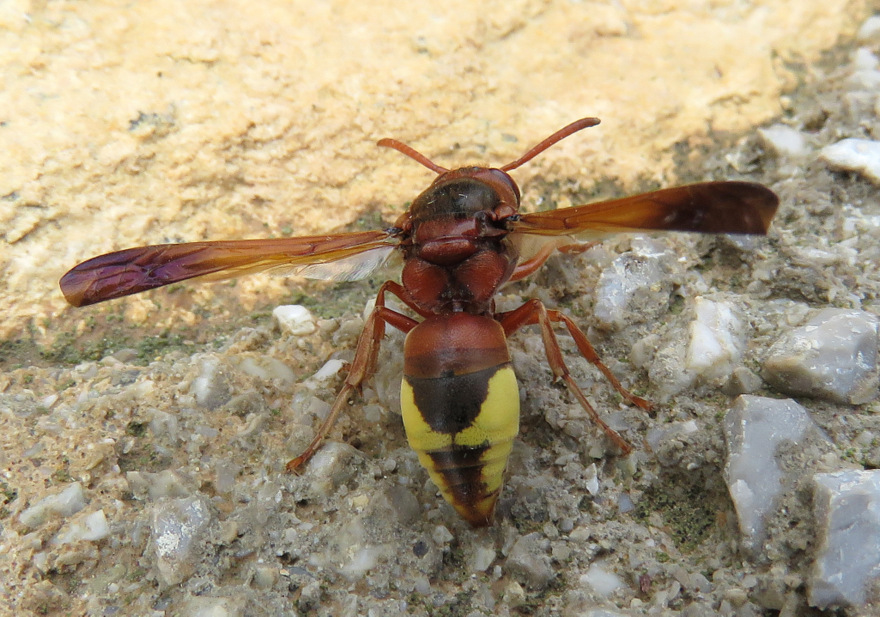 hymenoptera de Crte: Rhynchium oculatum, Vespidae Eumeninae