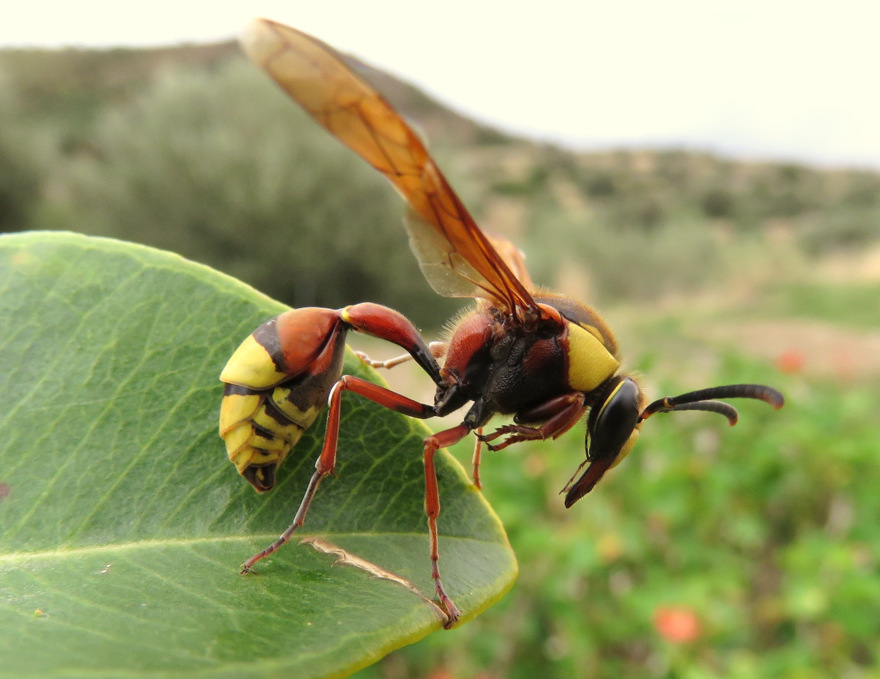 hymenoptera (6)  de Crte: Delta unguiculatum, Vespidae Eumeninae