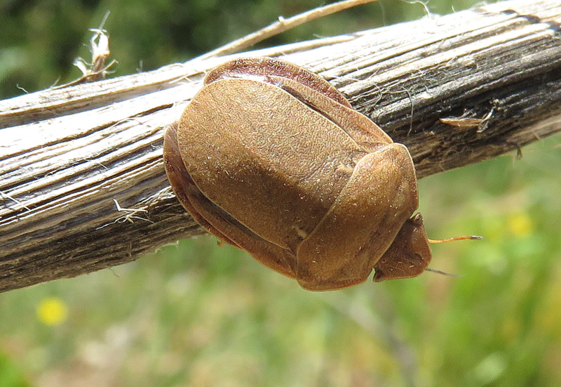 Eurygaster integriceps (Scutelleridae) da Creta