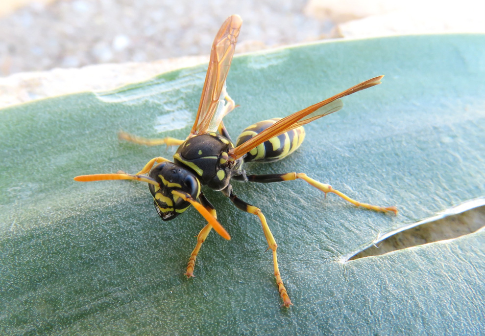 hymenoptera da Creta Pollistes gallicus?