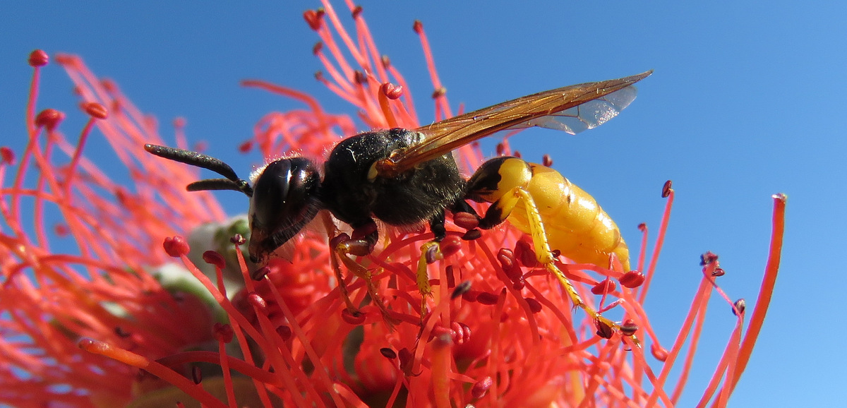 hymenoptera (A)  de Crte: Philanthus triangulum