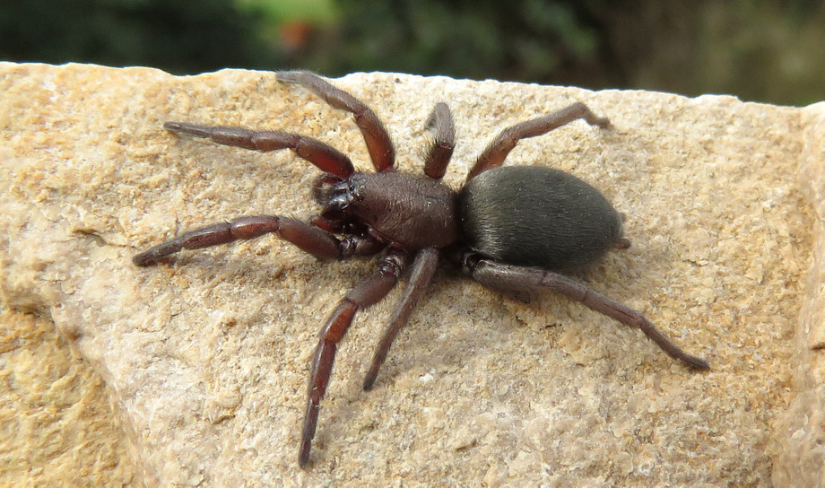 Scotophaeus scutulatus - sud di Creta