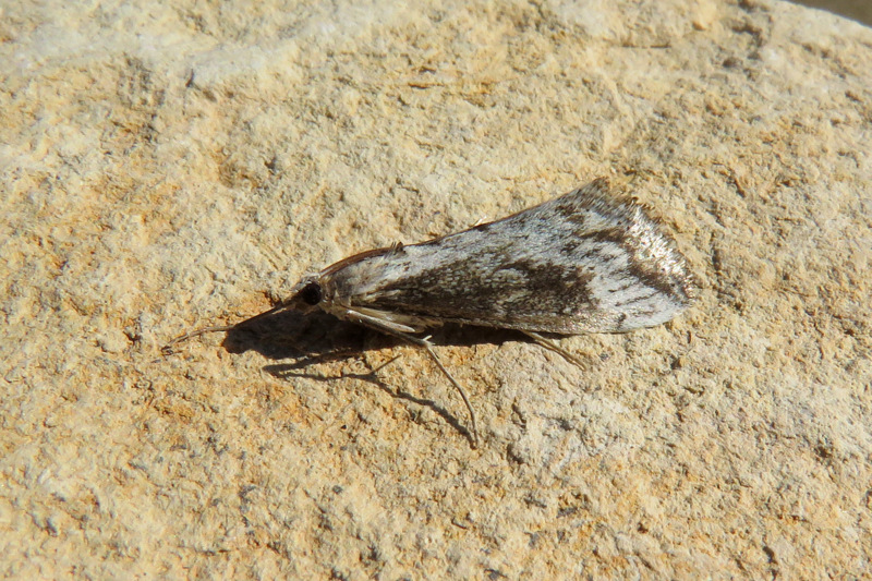 Eriocottidae? da Creta