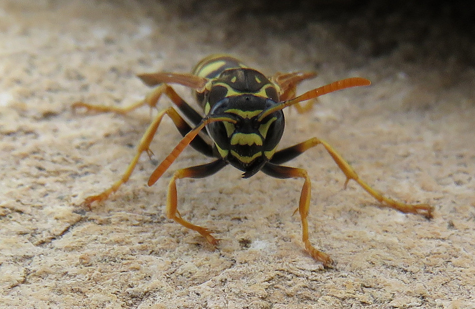 hymenoptera da Creta Pollistes gallicus?