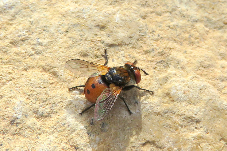 Gymnosoma rungsi?