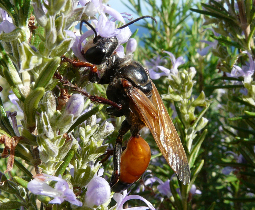 Sphex flavipennis (cfr) femmina, Sphecidae del Peloponneso