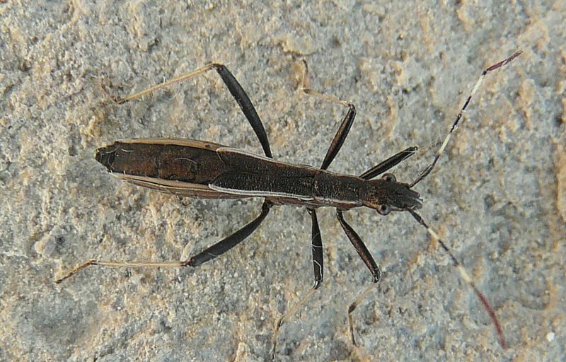 Stenocephalidae? No, Alydidae: Micrelytra fossularum