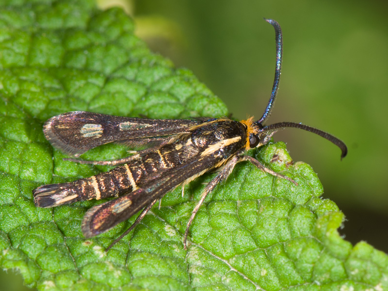 Aiuto identificazione: Chamaesphecia aerifrons?