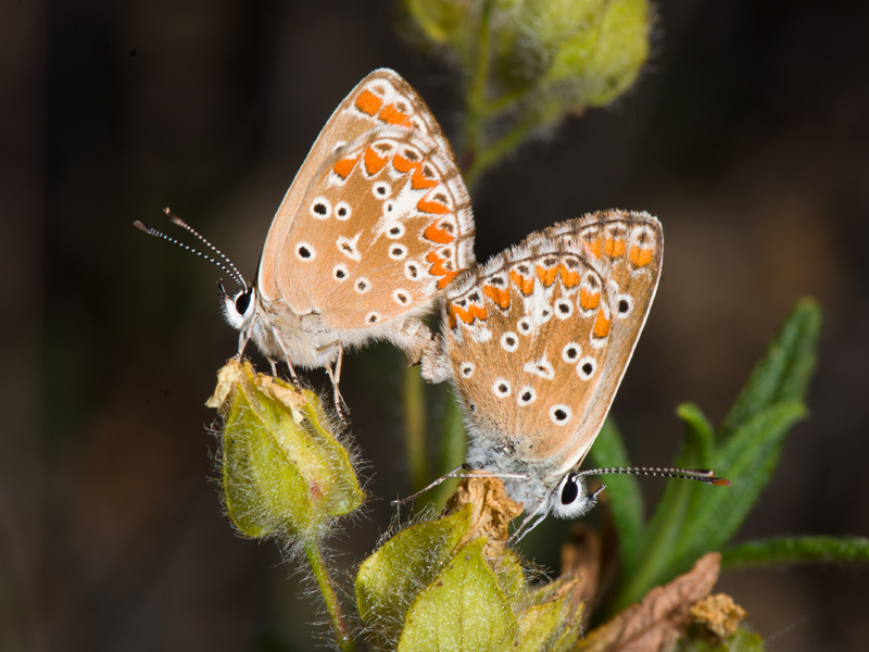 Accoppiamento di Aricia cramera?