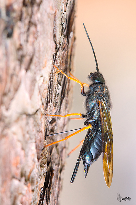 Vespone nero in deposizione: Sirex sp.