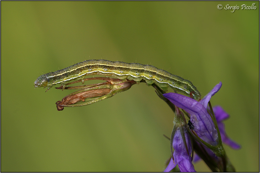 Bruco da identificare - Heliothis viriplaca