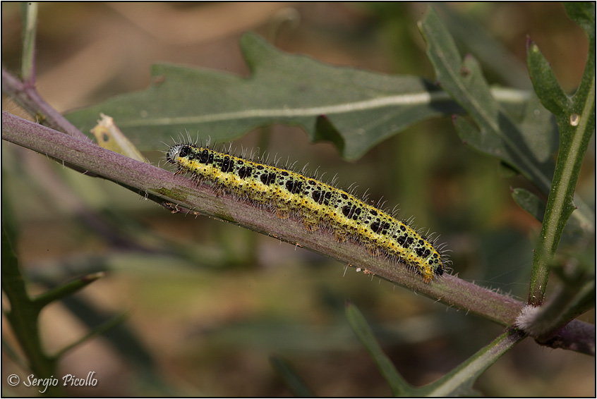 bruco su Diplotaxis - Pieris brassicae, Pieridae