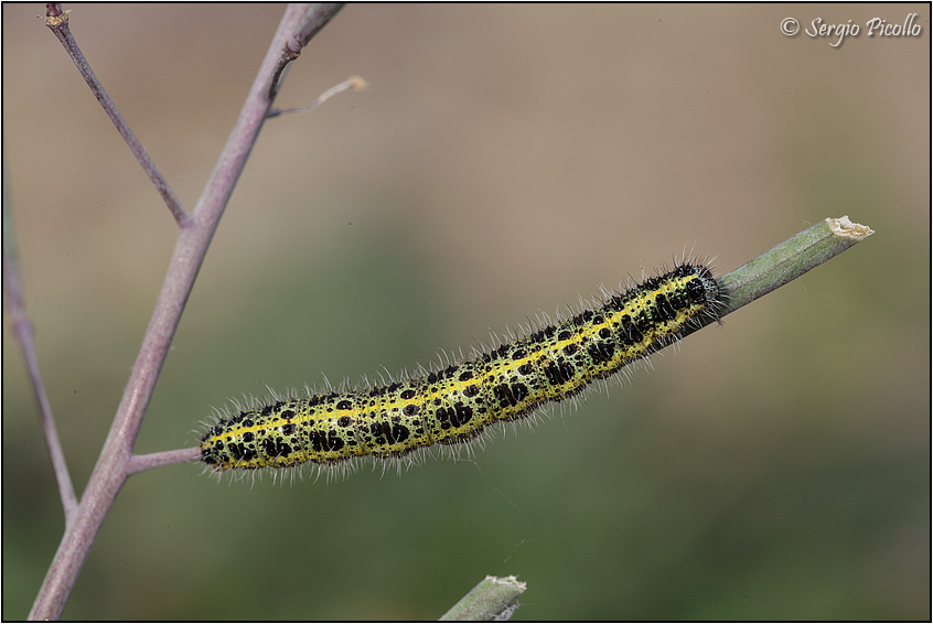 bruco su Diplotaxis - Pieris brassicae, Pieridae