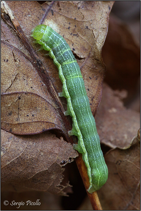 bruco da ID (Noctuidae) - Orthosia (Orthosia) incerta