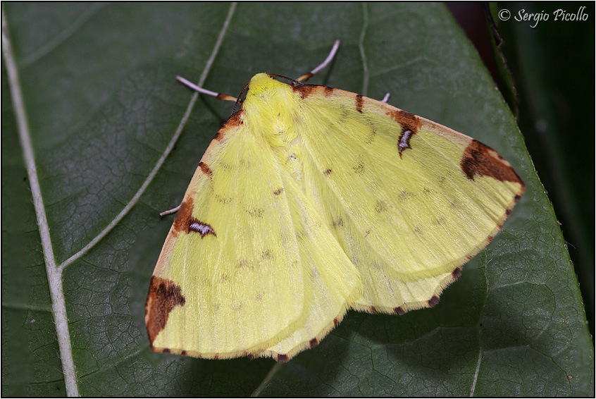 Opisthograptis luteolata