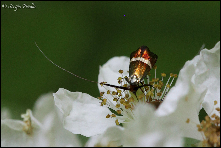 Adela australis? S