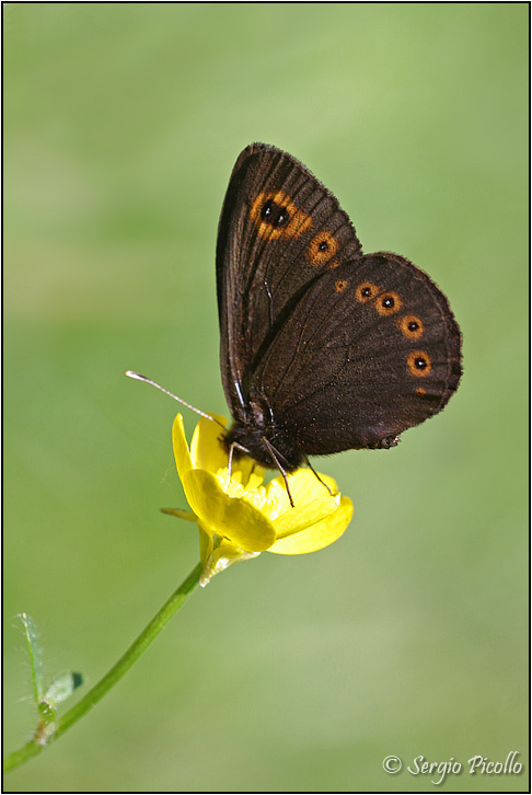 Erebia medusa?