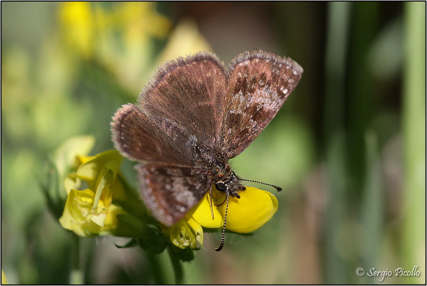 Erynnis tages