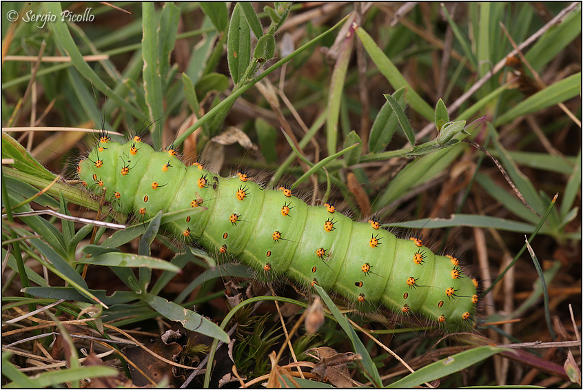 Bruco di Saturnia pavonia