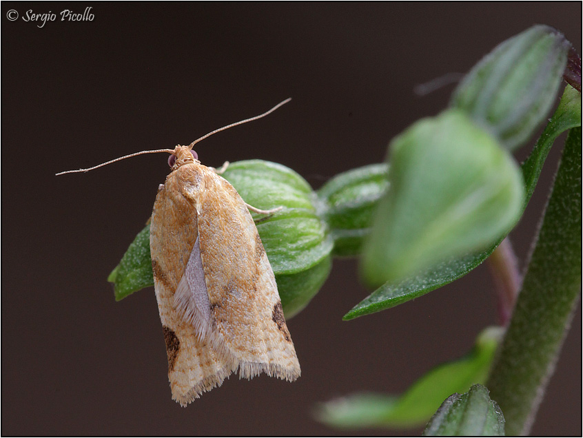 Tortricidae....?  S: Paramesia gnomana