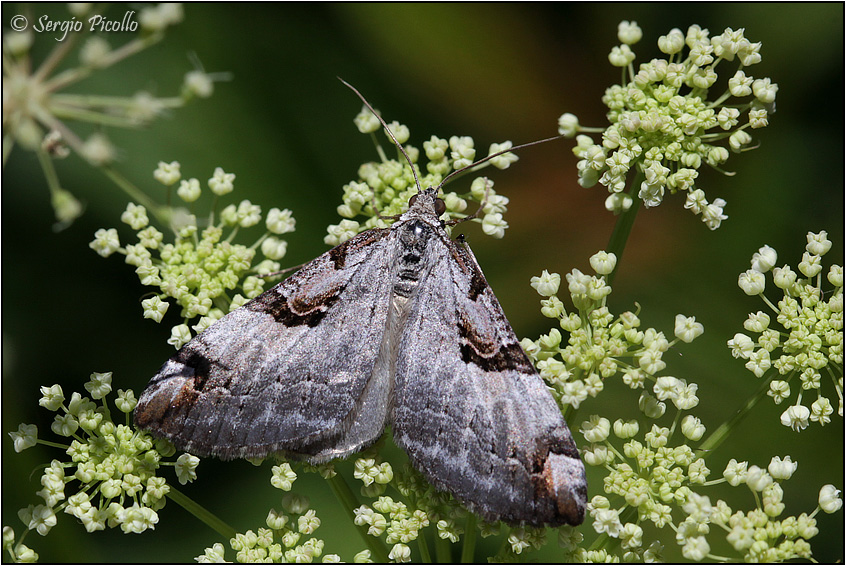 Aplocera praeformata (Geometridae)? S