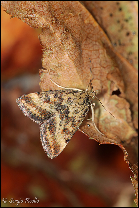 Loxostege sticticalis (Crambidae)? No, Pyrausta despicata