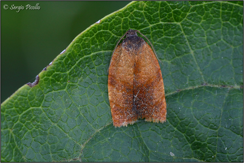 Tortricidae, forse Cacoecimorpha pronubana?