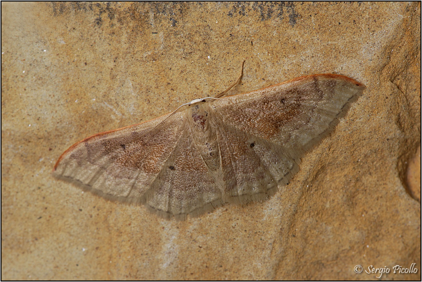 Idaea degeneraria, Geometridae