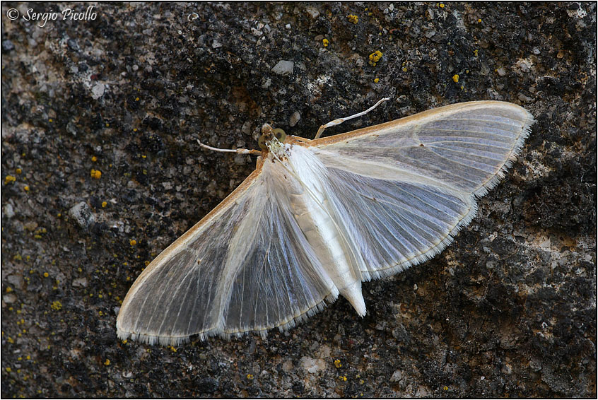 Crambidae: Cydalima? No: Palpita vitrealis