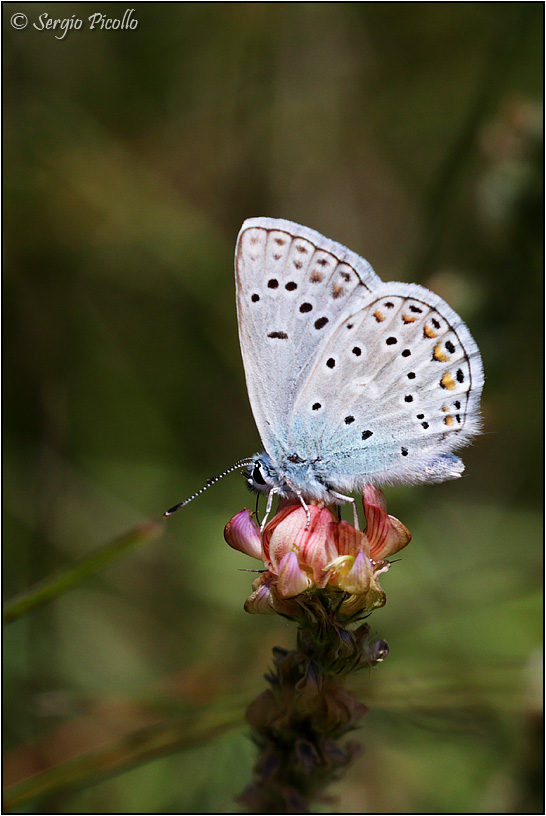 Agrodietus amanda?