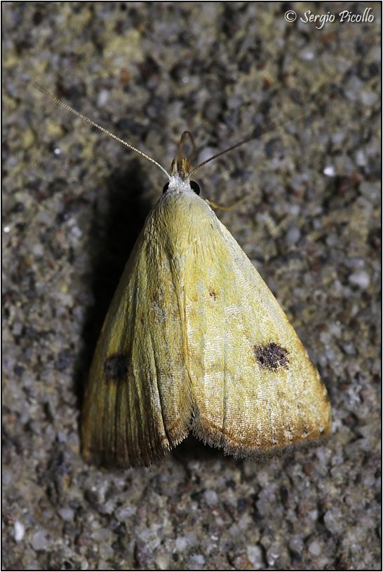 Rivula sericealis (Erebiadae)