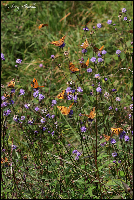 Assembramento di Argynnis paphia