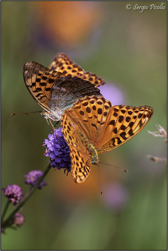 Assembramento di Argynnis paphia