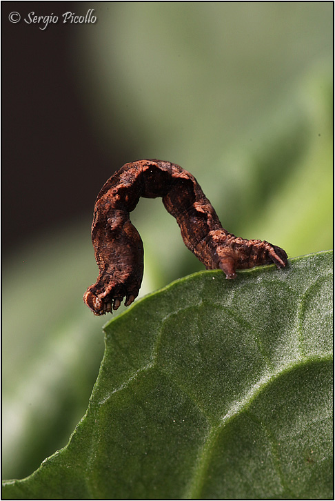 Bruco di Geometridae: Timandra comae