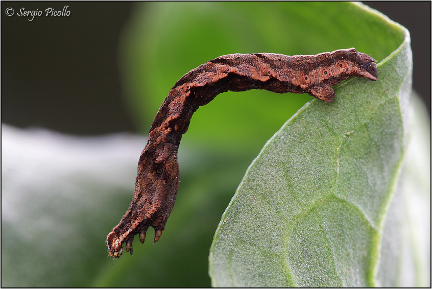 Bruco di Geometridae: Timandra comae