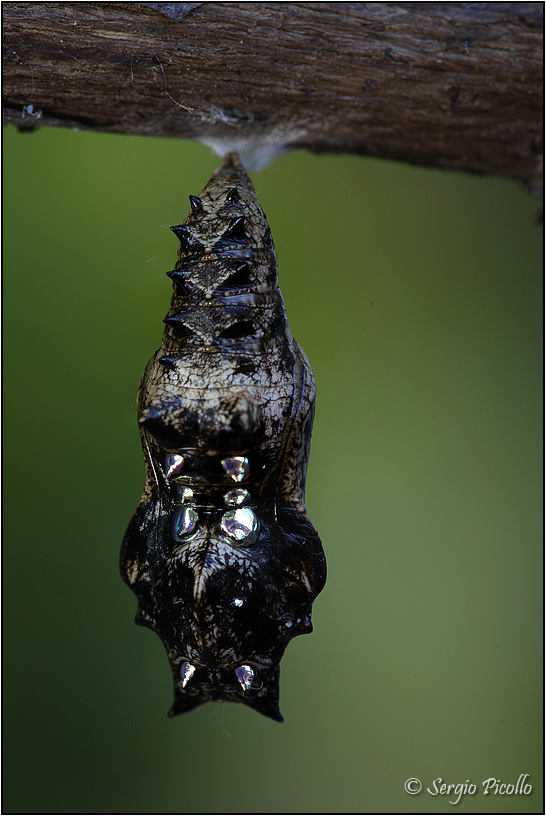 Crisalide di Nymphalidae, ma quale?