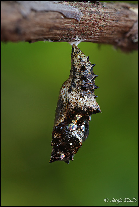 Crisalide di Nymphalidae, ma quale?