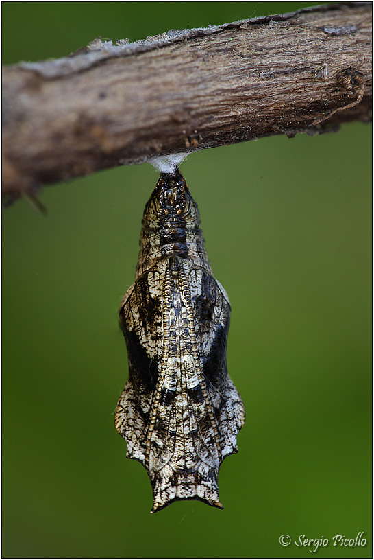 Crisalide di Nymphalidae, ma quale?