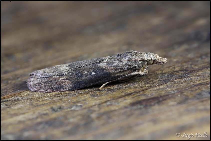 Lamoria anella (Pyralidae) ?  S !