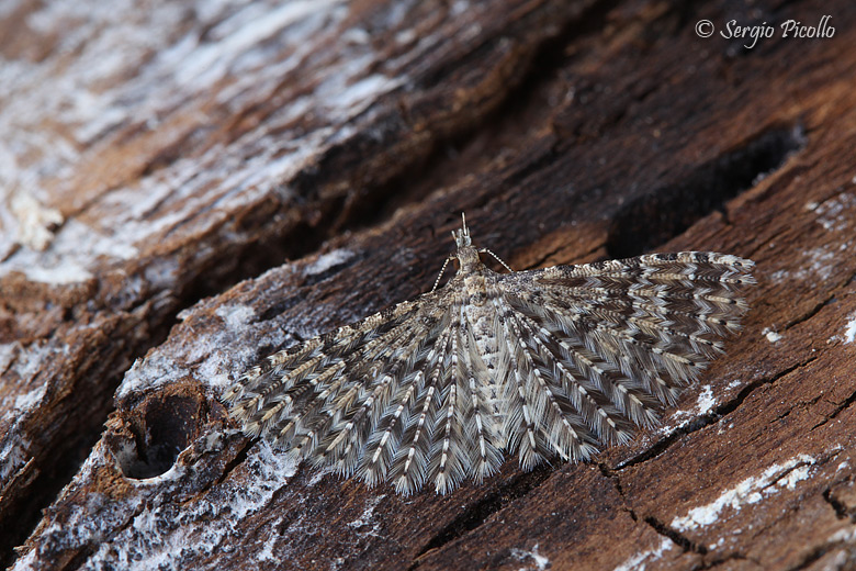 Alucita hexadactyla, un ventaglio naturale...